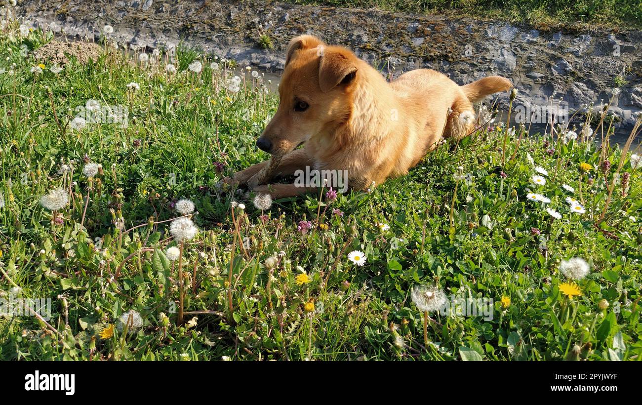 Ein kleiner roter Hund frisst den gefundenen Knochen. Das Tier liegt auf dem frischen grünen Gras. Sonniges Wetter, Frühling oder Sommer. Der hungrige Hund. Das Konzept der Obdachlosenhilfe Stockfoto