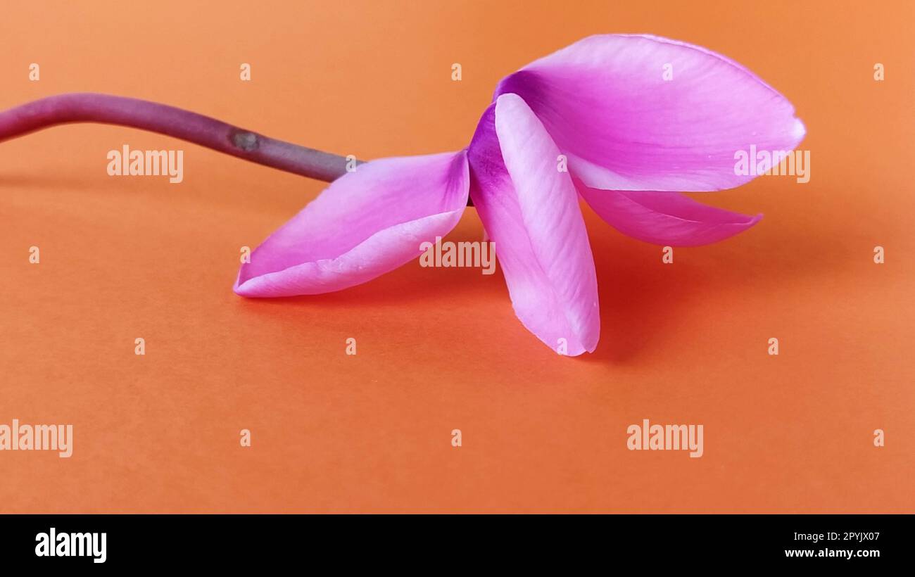 Rosafarbene Cyclamen-Blume auf hellem orangefarbenem Hintergrund. Eine zarte Pflanze wird abgezockt. Grußkarte oder Glückwunsch am 8. März oder Muttertag. Stockfoto