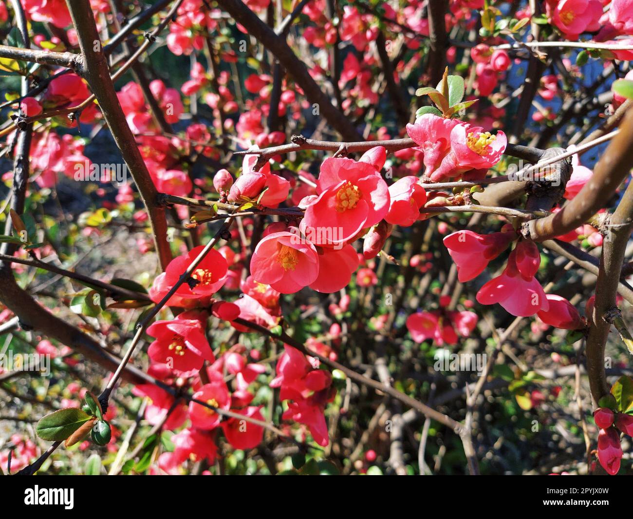 Wunderschöne rosa und rote Henomeles-Blumen. Sträucher ohne Blätter blühen im Frühling. Zarte Blütenblätter und gelbe Stäbchen und Pistillen mit Nektar. Grußkarte oder Blumenstrauß. Symbol der erwachenden Natur. Stockfoto