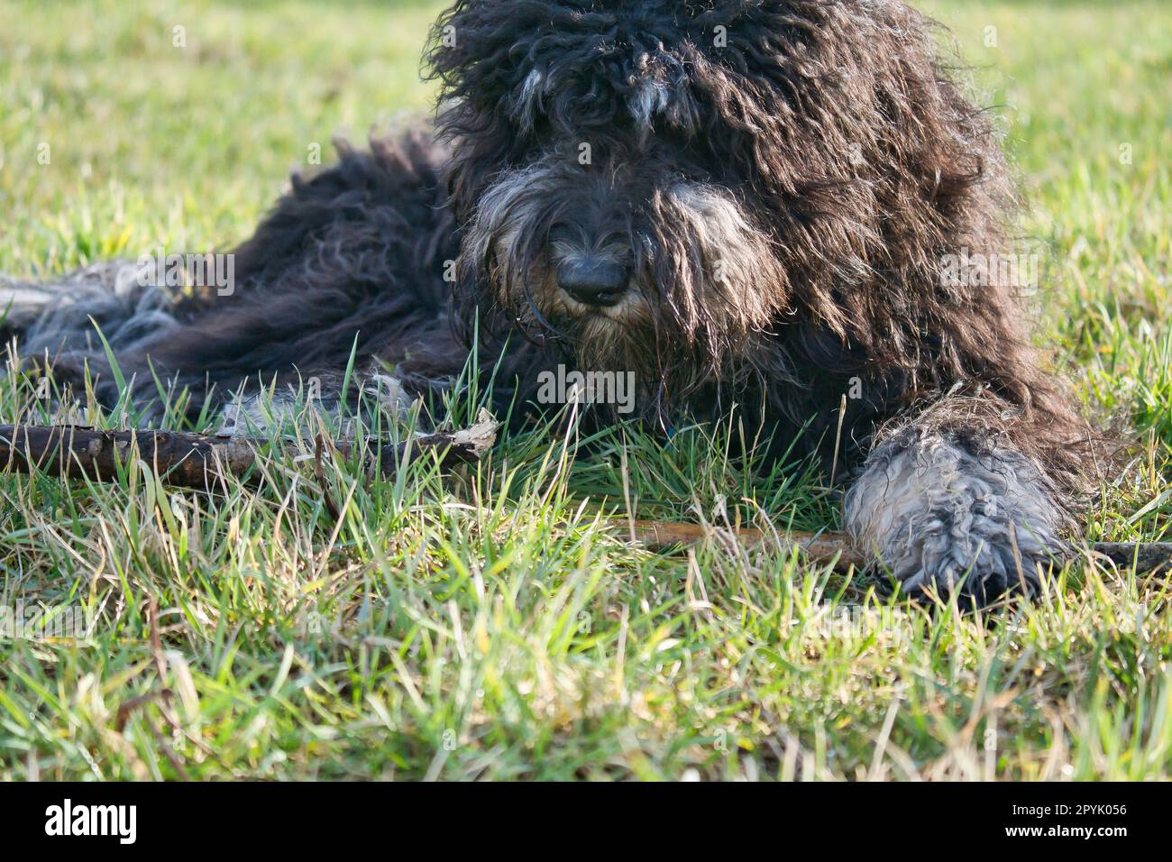 Schwarzer Goldendoodle liegt auf dem Rasen mit einem Stock. Treuer Begleiter, Therapiehund Stockfoto