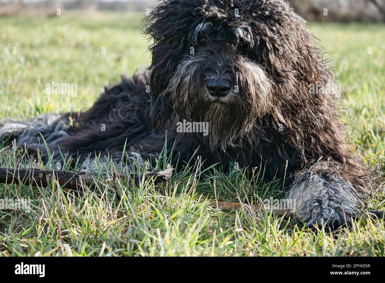 Schwarzer Goldendoodle liegt auf dem Rasen mit einem Stock. Treuer Begleiter, Therapiehund Stockfoto