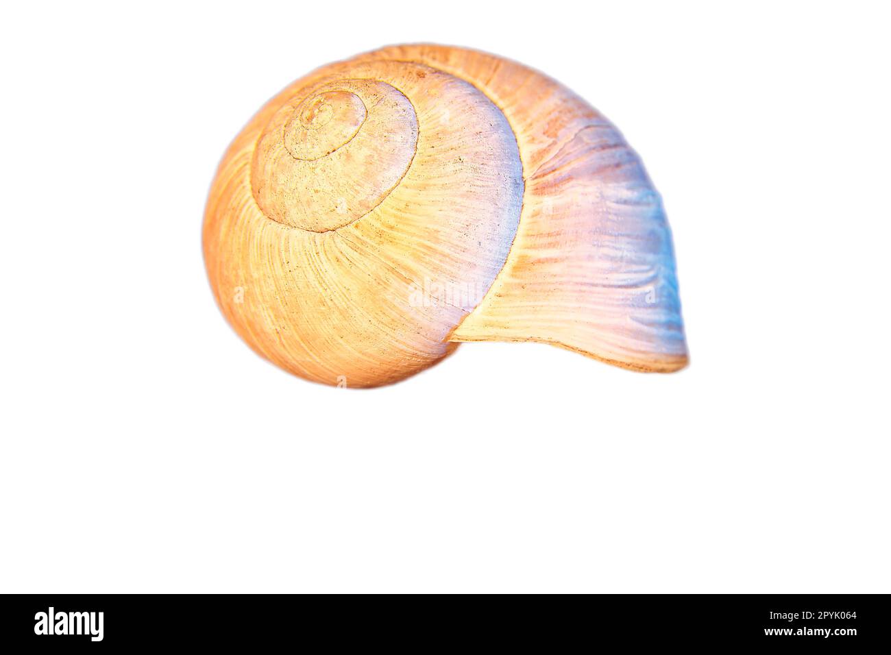 Schneckenausschnitt. Detaillierte Schale einer Schnecke. Zur weiteren Verarbeitung für die Komposition. Stockfoto