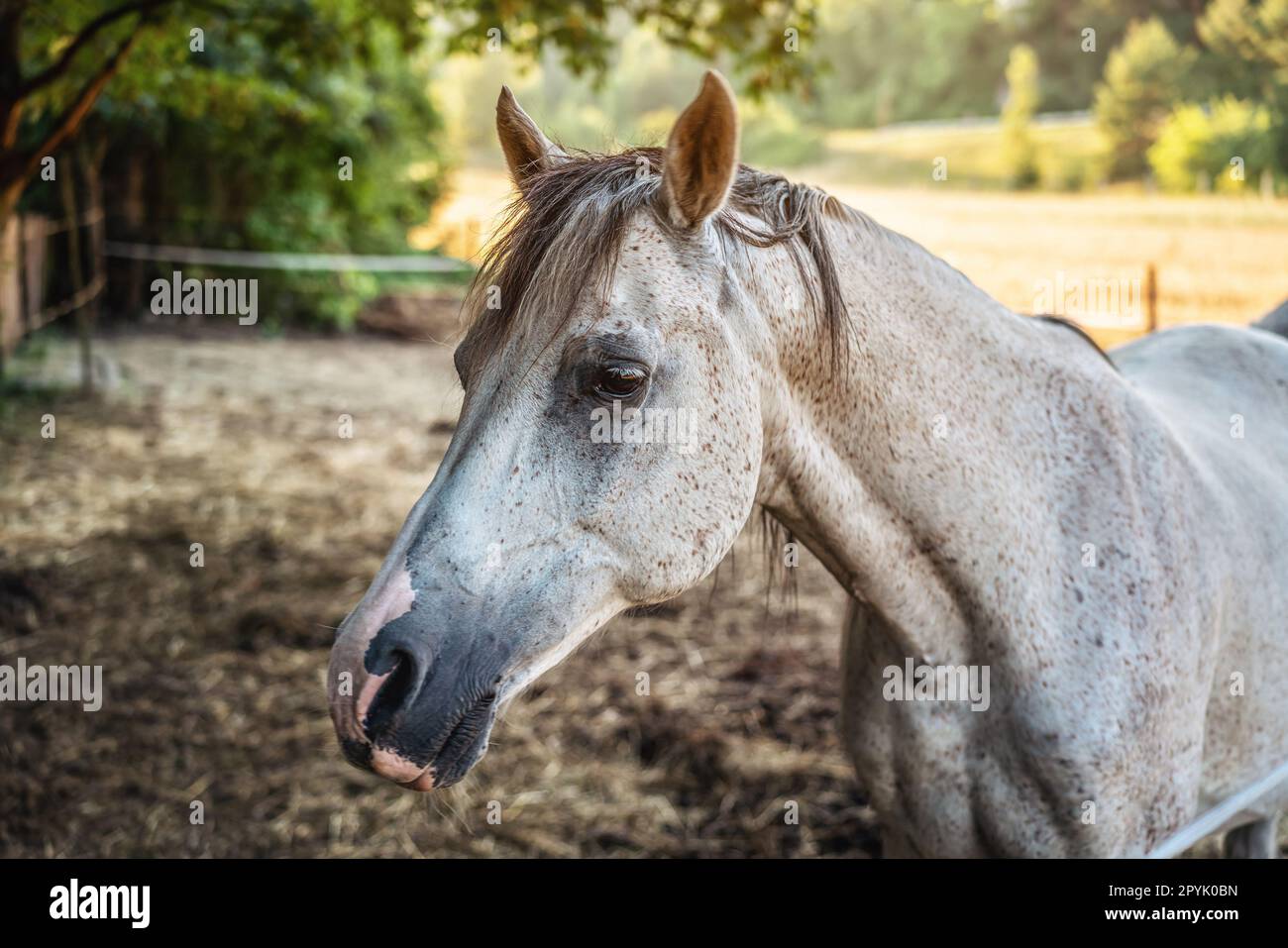 Weißes geflecktes arabisches Pferd, das auf dem Hof steht, verwischte Wiese und Waldhintergrund, Nahaufnahme zum Tierkopf Stockfoto
