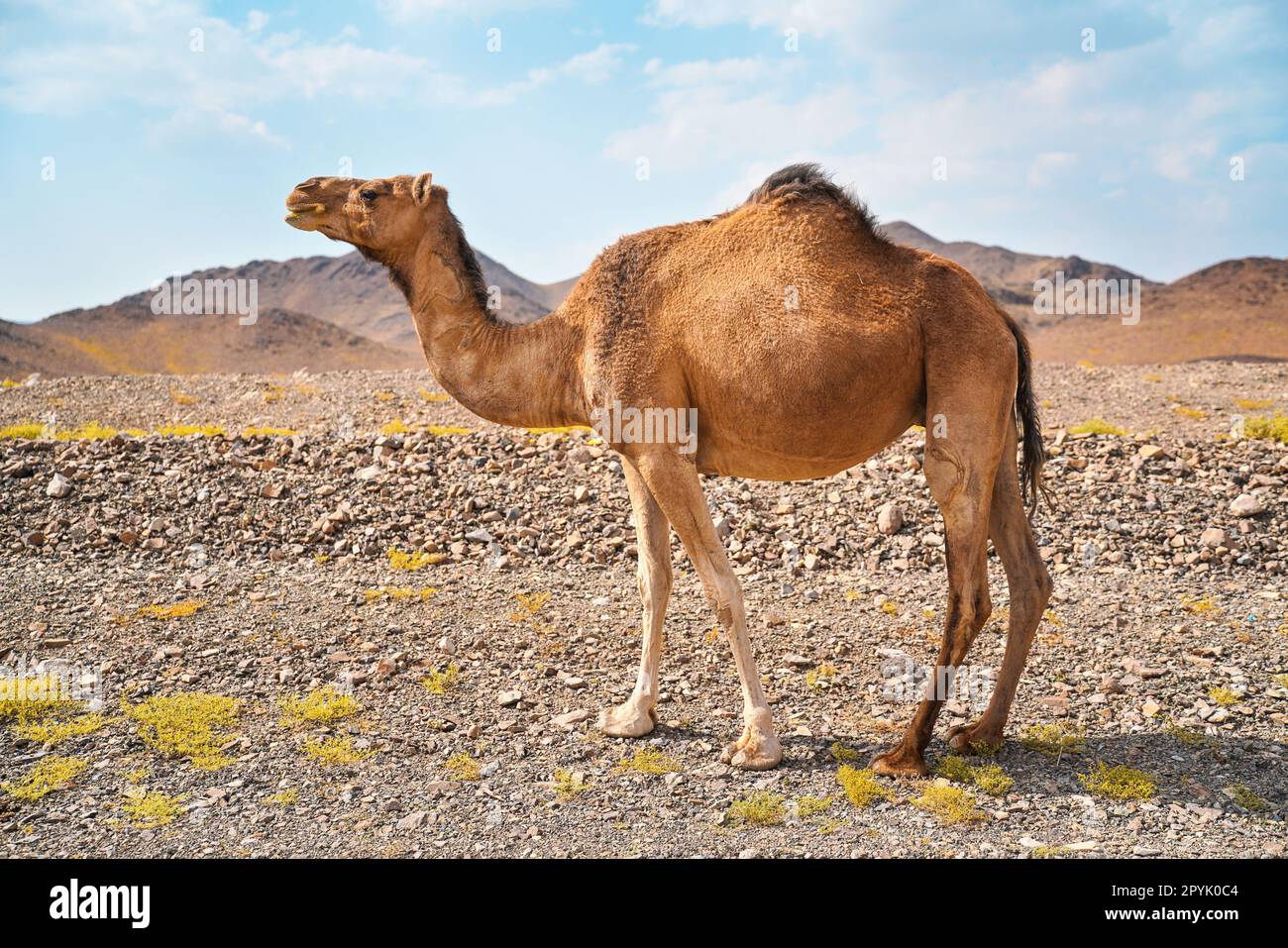 Hellbraunes Kamel grast auf kleinen Grasflächen in der trockenen Wüste, kleine Hügel in der Ferne, typische Landschaft nahe Al Qrash, Saudi-Arabien Stockfoto