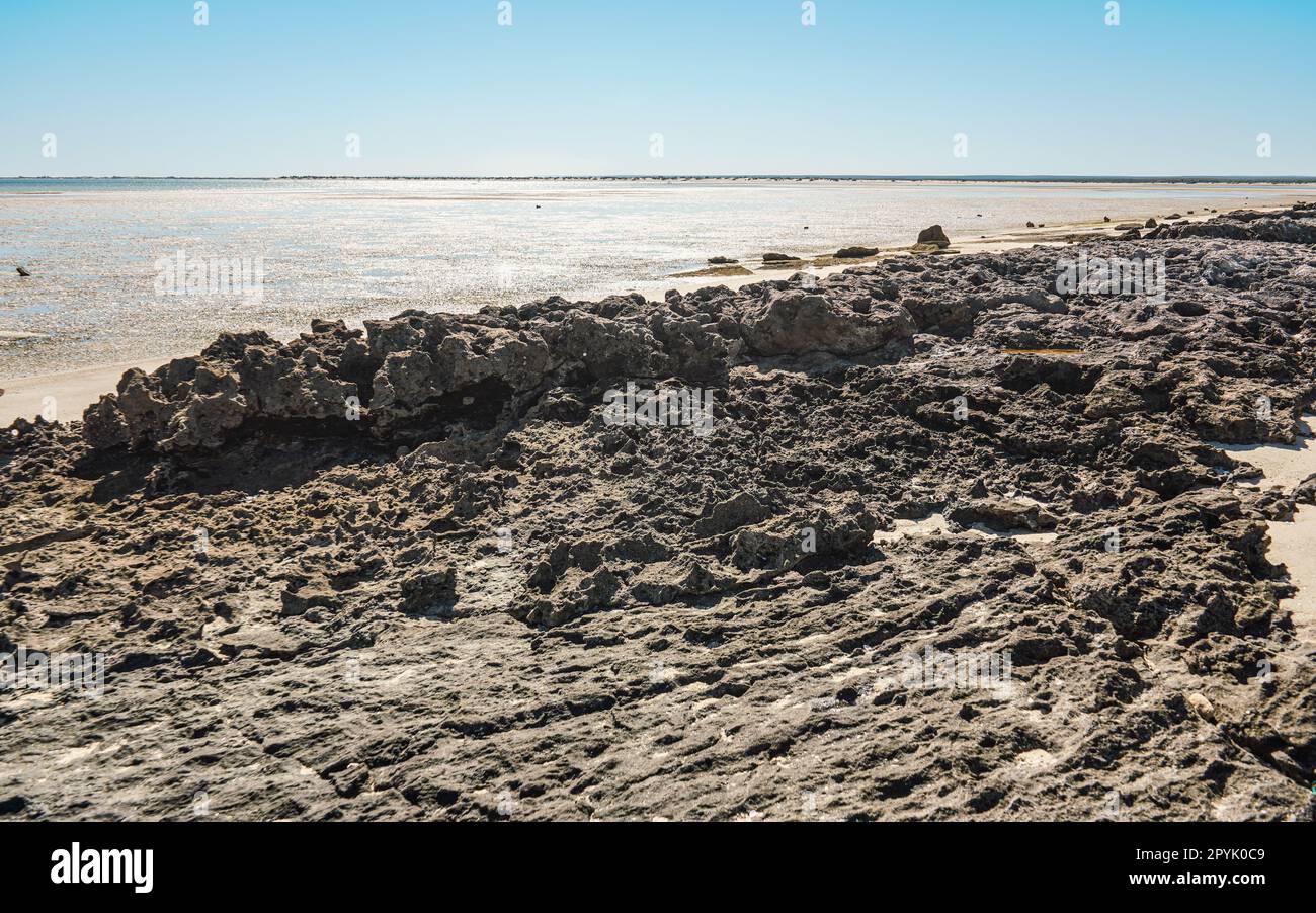 Kleine unregelmäßig trockene Steine am Sandstrand sichtbar, die an einem sonnigen Tag mit Meerwasser gewaschen wurden, Nahaufnahme Stockfoto