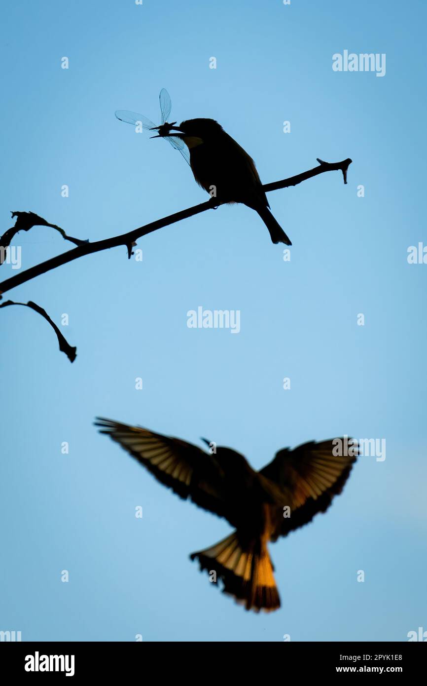 Der kleine Bienenfresser hält die Libelle, wenn eine andere kommt Stockfoto