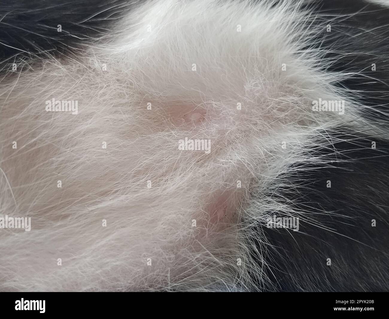 Katzennippel in der Nahaufnahme. Zwei rosa Nippel auf dem Bauch eines jungen männlichen Kätzchens. Weiß-schwarze Wolle um die Milchstäbe des Tieres. Stockfoto