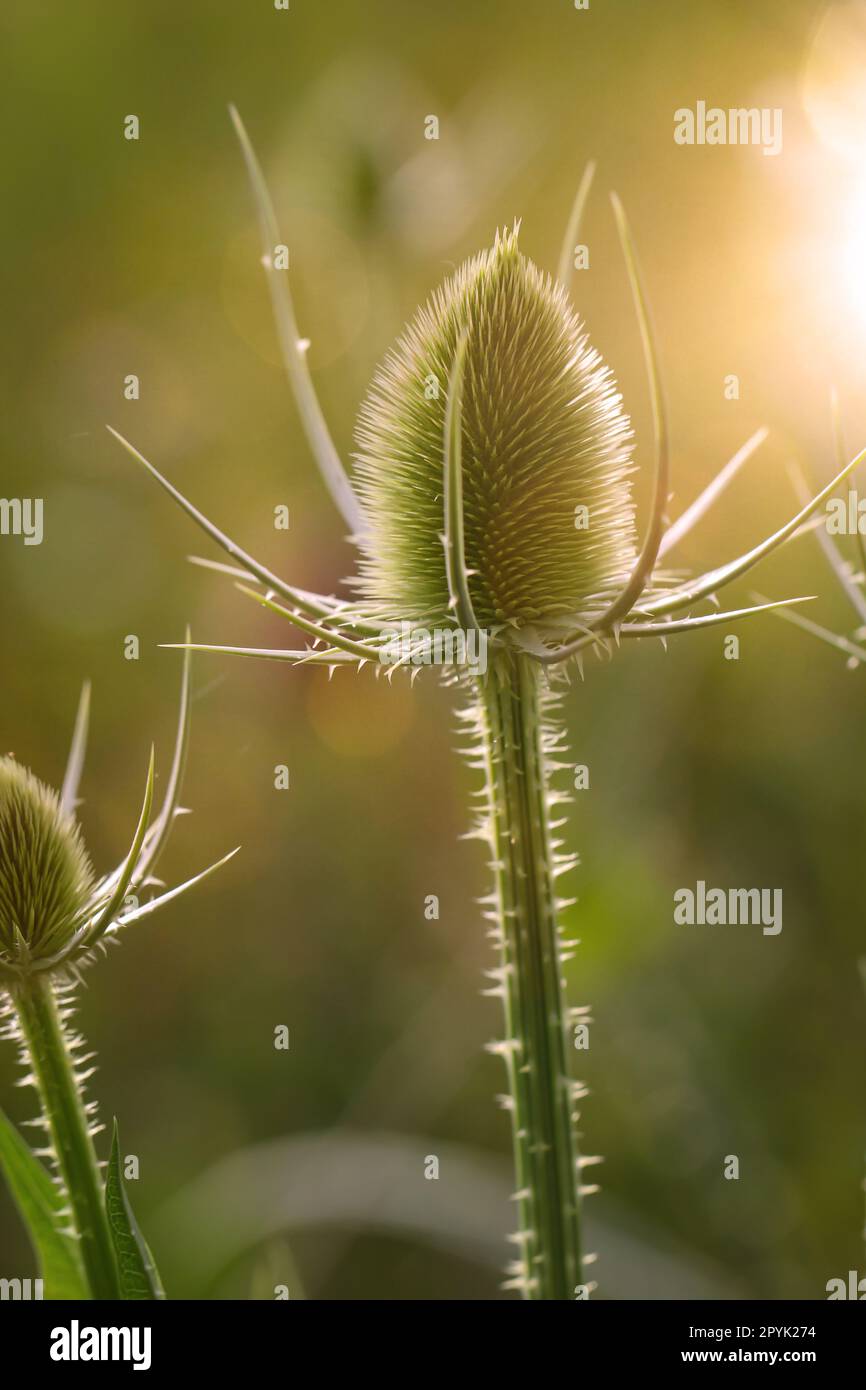 Die Blume des wilden Kardons ( Dipsacus fullonum) auf einer Wiese. Stockfoto