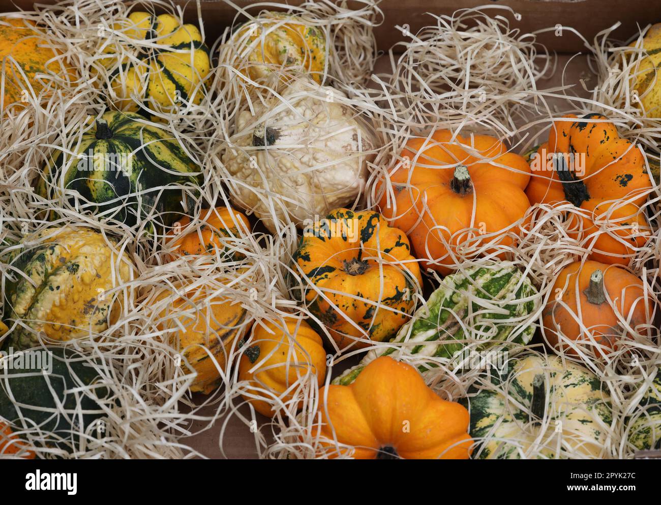 Reife Kürbisse, die auf dem Bauernmarkt in Cremona, Lombardei, Italien, an einem Straßenstand verkauft wurden Stockfoto