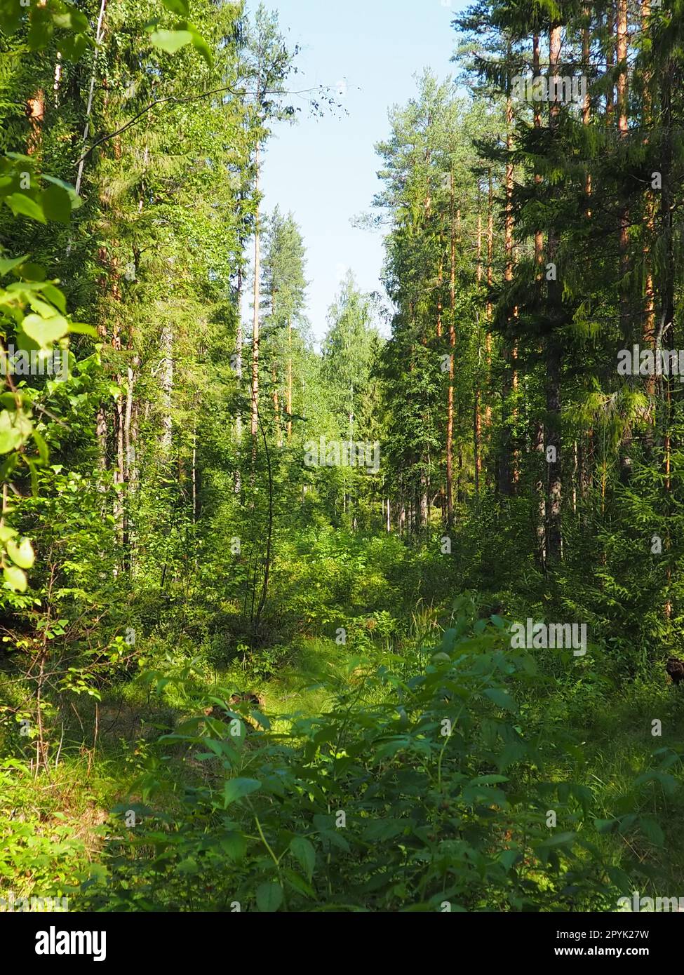 Picea Fichte, eine Gattung von immergrünen Nadelbäumen der Pinienfamilie Pinaceae. Nadelwälder in Karelien. Fichtenäste und Nadeln. Das Problem der Ökologie, der Entwaldung und des Klimawandels Stockfoto