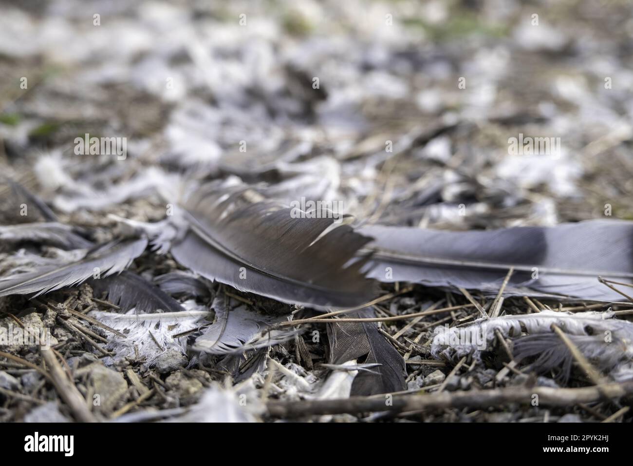 Taubenfedern im Wald Stockfoto