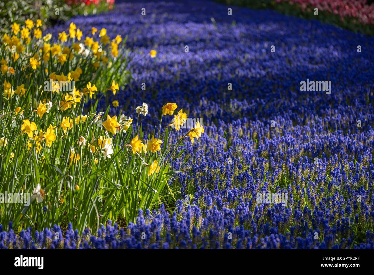 Muscariblüten (Muscari armeniacum) und Narcissus jonquilla, Rush narcis im Blumengarten Keukenhof, Lisse, Niederlande Stockfoto