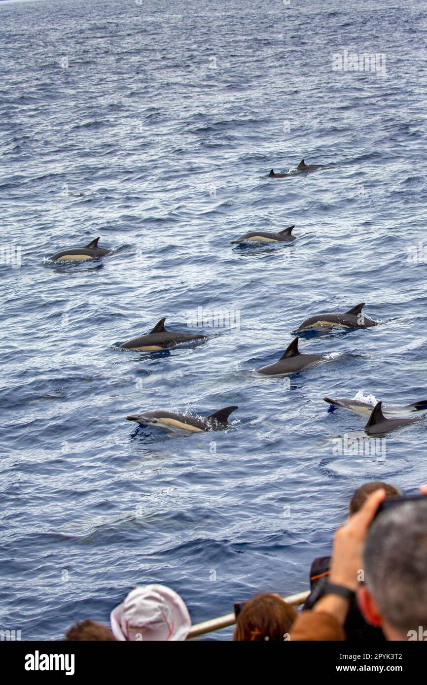 Portugal, Azoren, Insel Sao Miguel, Ponta Delgada. Ausflug zur Wal- und Delfinbeobachtung. Gemeine Delfine. Stockfoto
