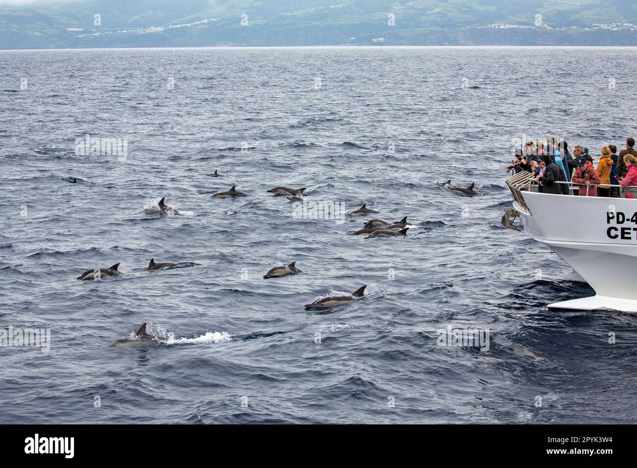 Portugal, Azoren, Insel Sao Miguel, Ponta Delgada. Ausflug zur Wal- und Delfinbeobachtung. Gemeine Delfine. Stockfoto