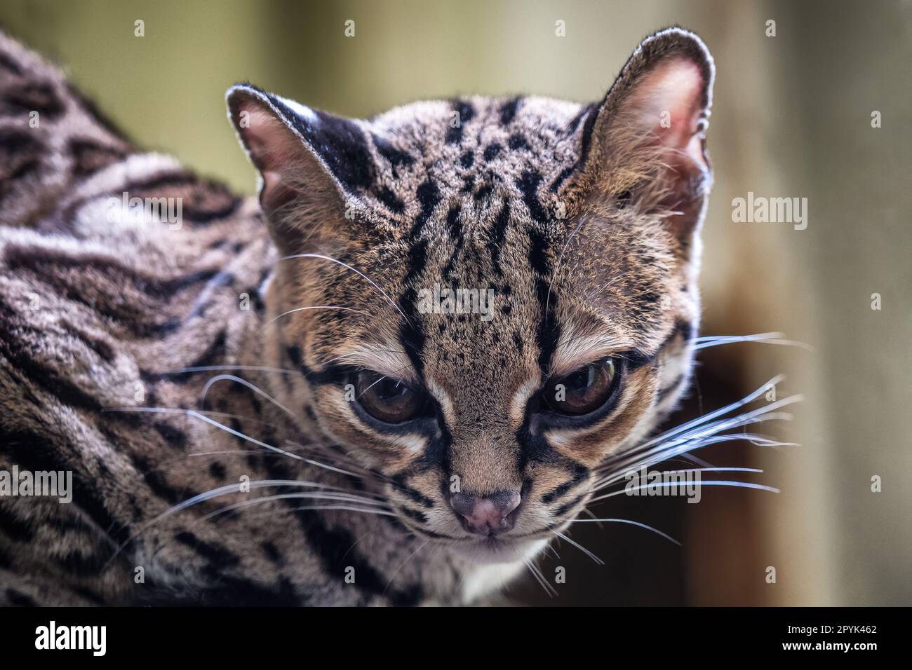 Seltener südamerikanischer Margay, Leopardus wiedii Stockfoto