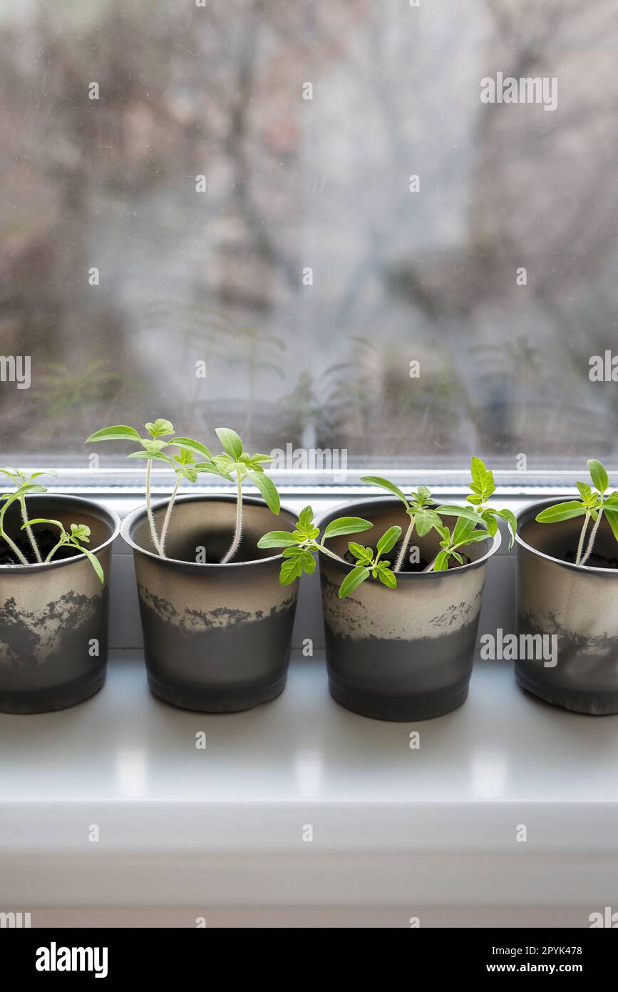 Gemüse auf der Fensterbank im Haus anbauen, junge Tomaten in Plastikbechern am Fenster. Gesunde Setzlinge, Hobbygärten. Vertikales Foto. Stockfoto