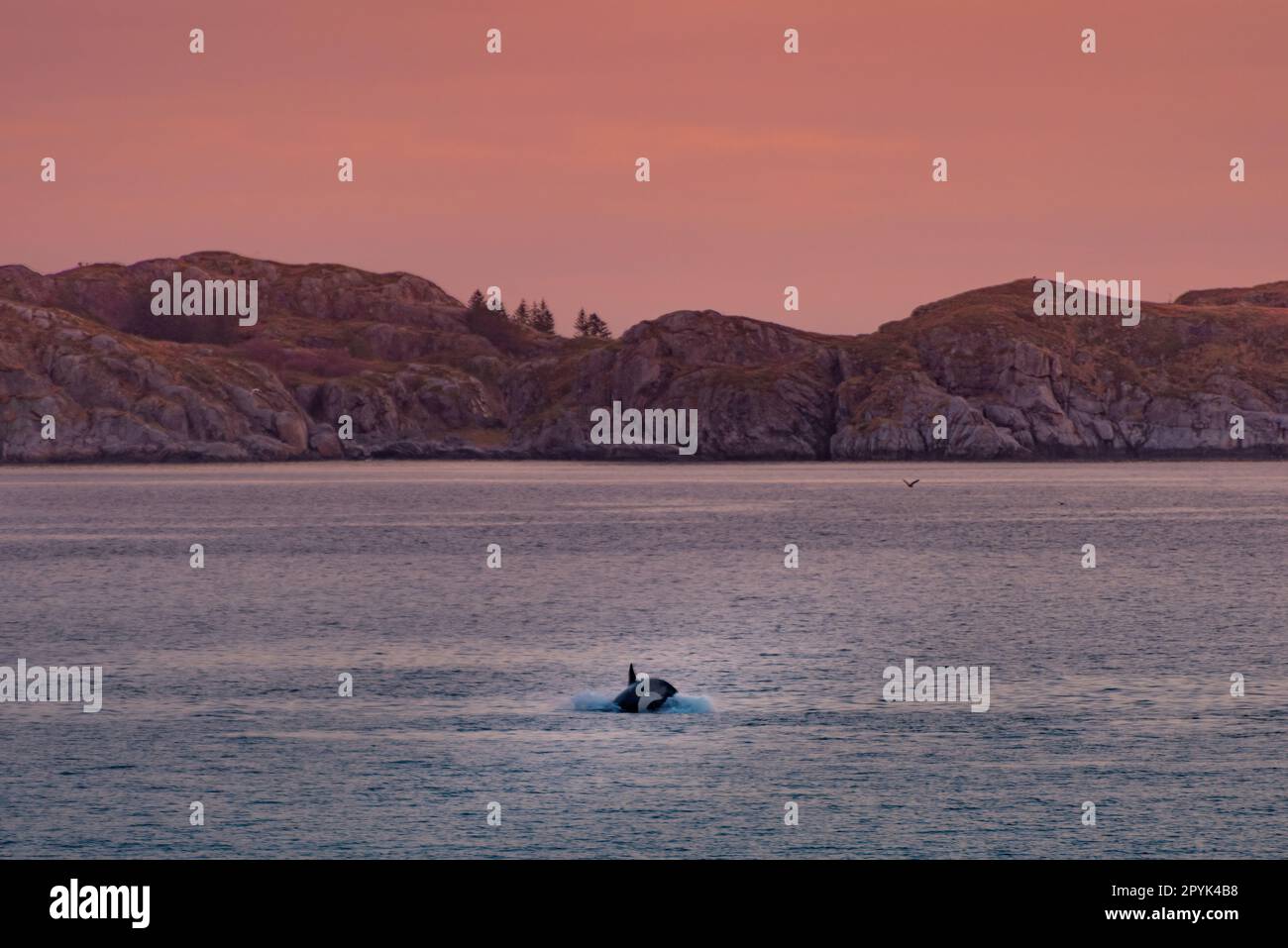 Wilde Killerwale auf den Lofoten-Inseln, Norwegen Stockfoto