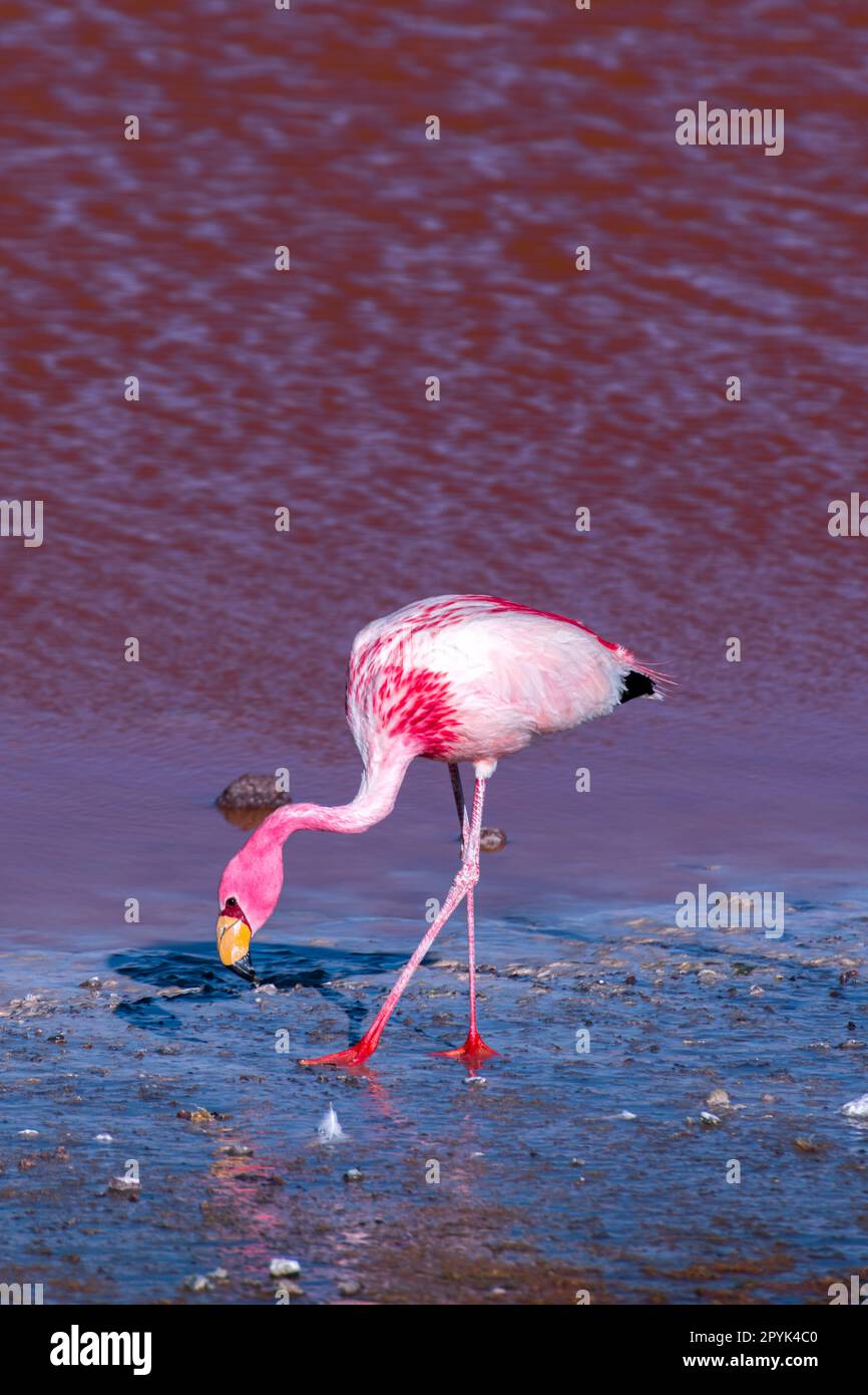 Wilde Fauna in der roten Lagune im bolivianischen altiplano Stockfoto