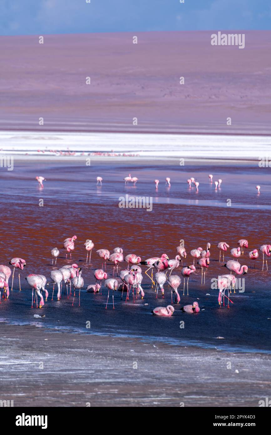 Wilde Fauna in der roten Lagune im bolivianischen altiplano Stockfoto