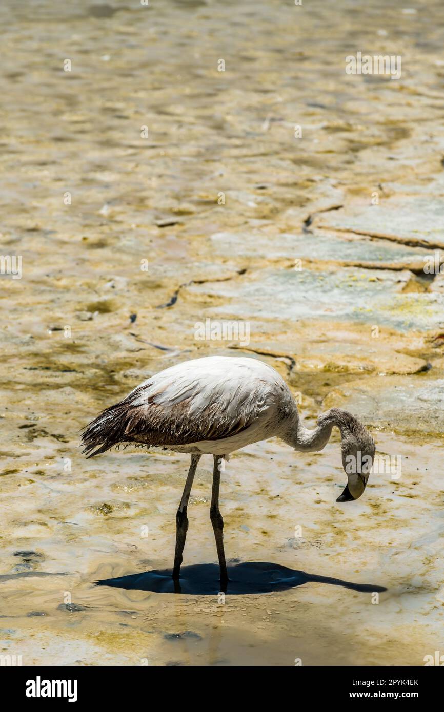 Wilde Fauna in der roten Lagune im bolivianischen altiplano Stockfoto