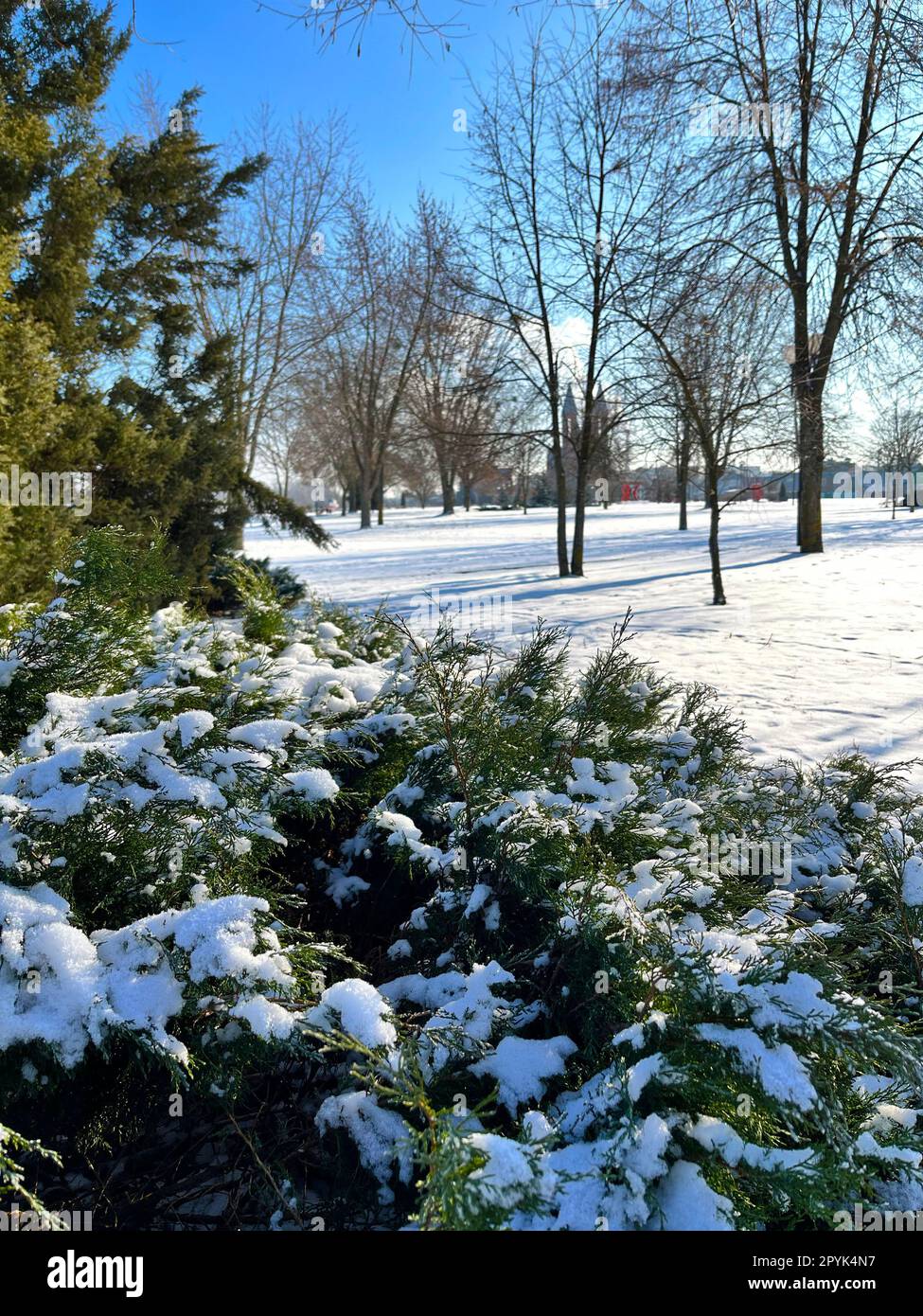 Unter Schnee, Bäumen und Büschen im Winterpark Stockfoto