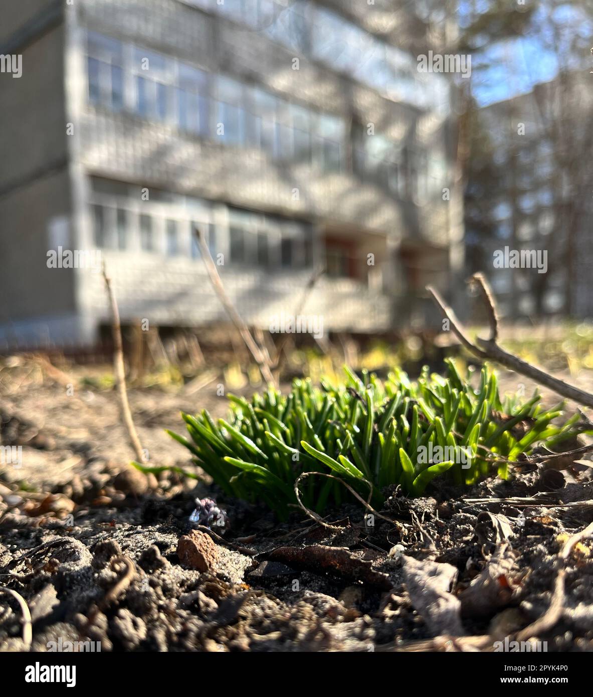 Die ersten Schneeglöckchen in der Stadt sind die ersten blühenden Frühlingsblumen Stockfoto