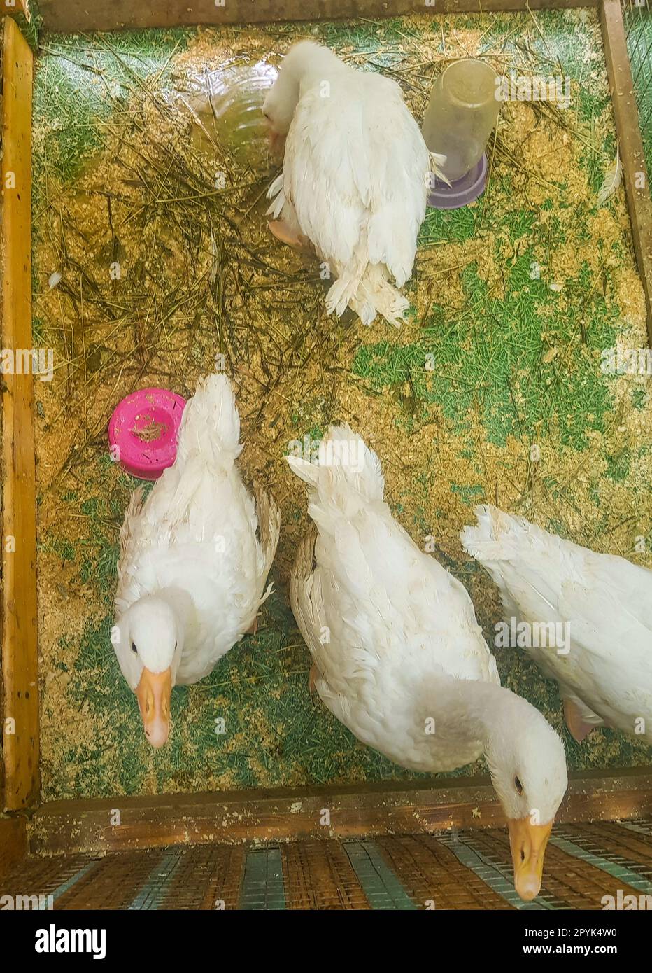 Weiße Gänse in einem Käfig mit Essen, Blick von oben auf Vögel im Zoo Stockfoto