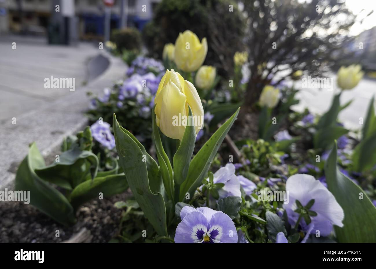 Details der Blumen in der Stadt Stockfoto