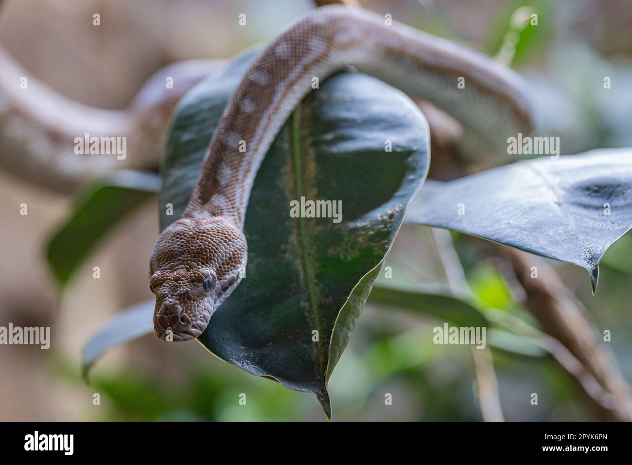 Zentralaustralischer Teppich Python, Morelia bredli Stockfoto