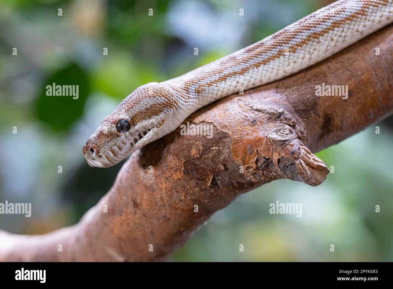 Zentralaustralischer Teppich Python, Morelia bredli Stockfoto