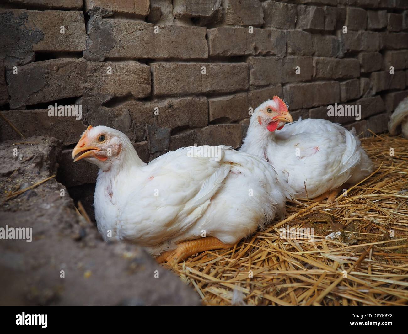 Weiße Hühner Farm, echte Landschaft. Hühner in der Dorfscheune. Haltung von Geflügel zur Erzeugung von Eiern und Fleisch. Geflügel und Tierhaltung. Zwei Vögel sitzen Stockfoto