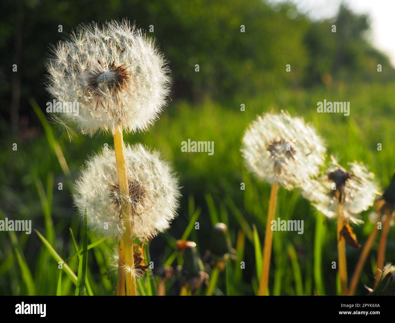 Weiße flauschige Löwenzahne. Mehrere Blumen. Löwenzahn ist in der Fortpflanzungsphase. Gegenlicht Stockfoto