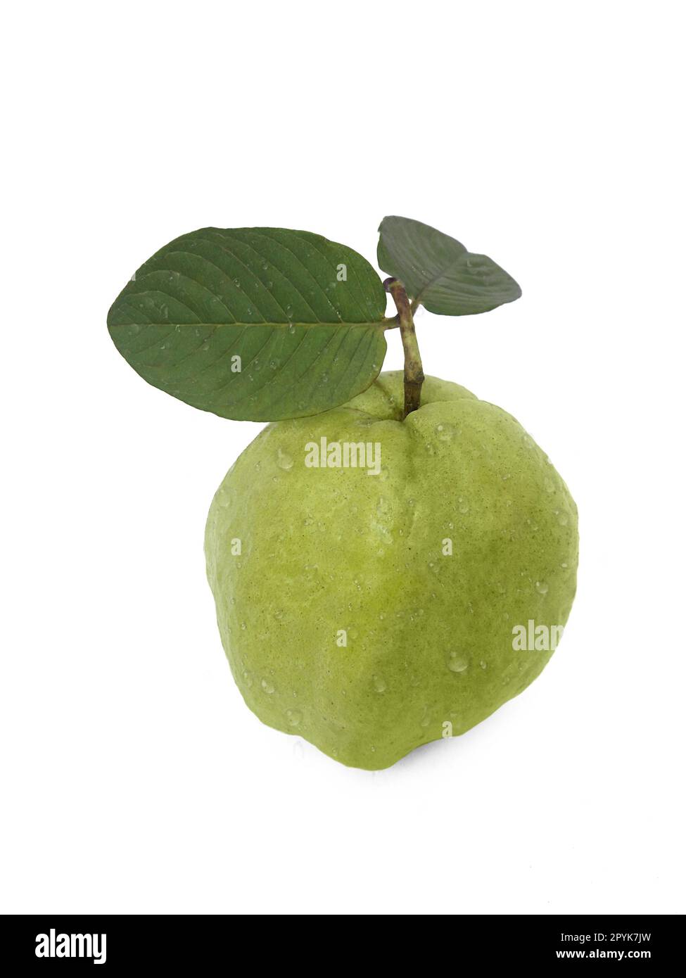 Guavafrüchte isoliert auf weißem Hintergrund. Stockfoto