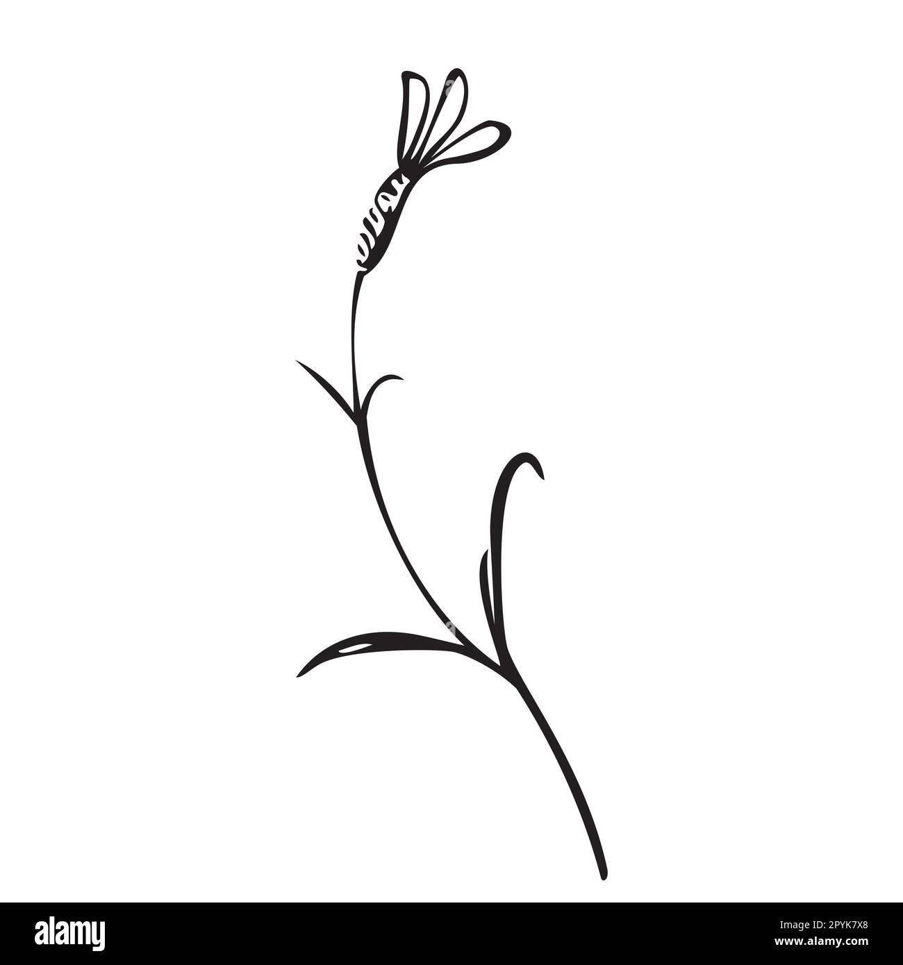 Handgezogene botanische Pflanze, Bouquet auf Hintergrund isoliert. Frühlingspflanzenblumen-Vintage-Rahmen. Kreativer, linearer Stil. Grafik-Design-Hochzeit Stockfoto