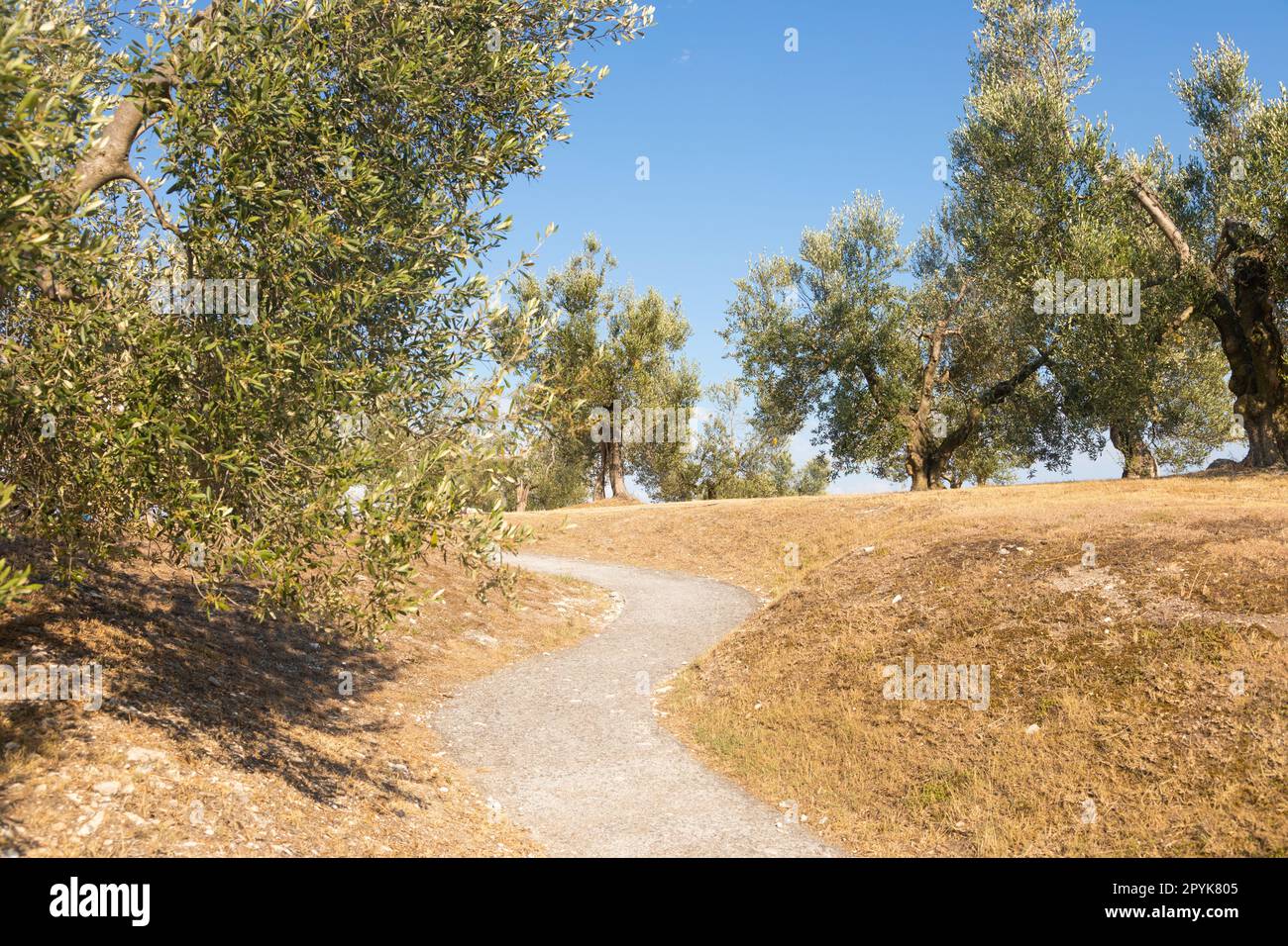 Olivenbaumanbau in Italien. Organische Plantage im Freien in ländlicher Umgebung. Stockfoto