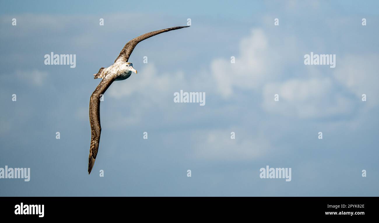 Wandering Albatross (Diomedea exulans) - der Vogel mit der größten Flügelspanne der Welt schwingt im Gleitflug über das blaue Meer Stockfoto