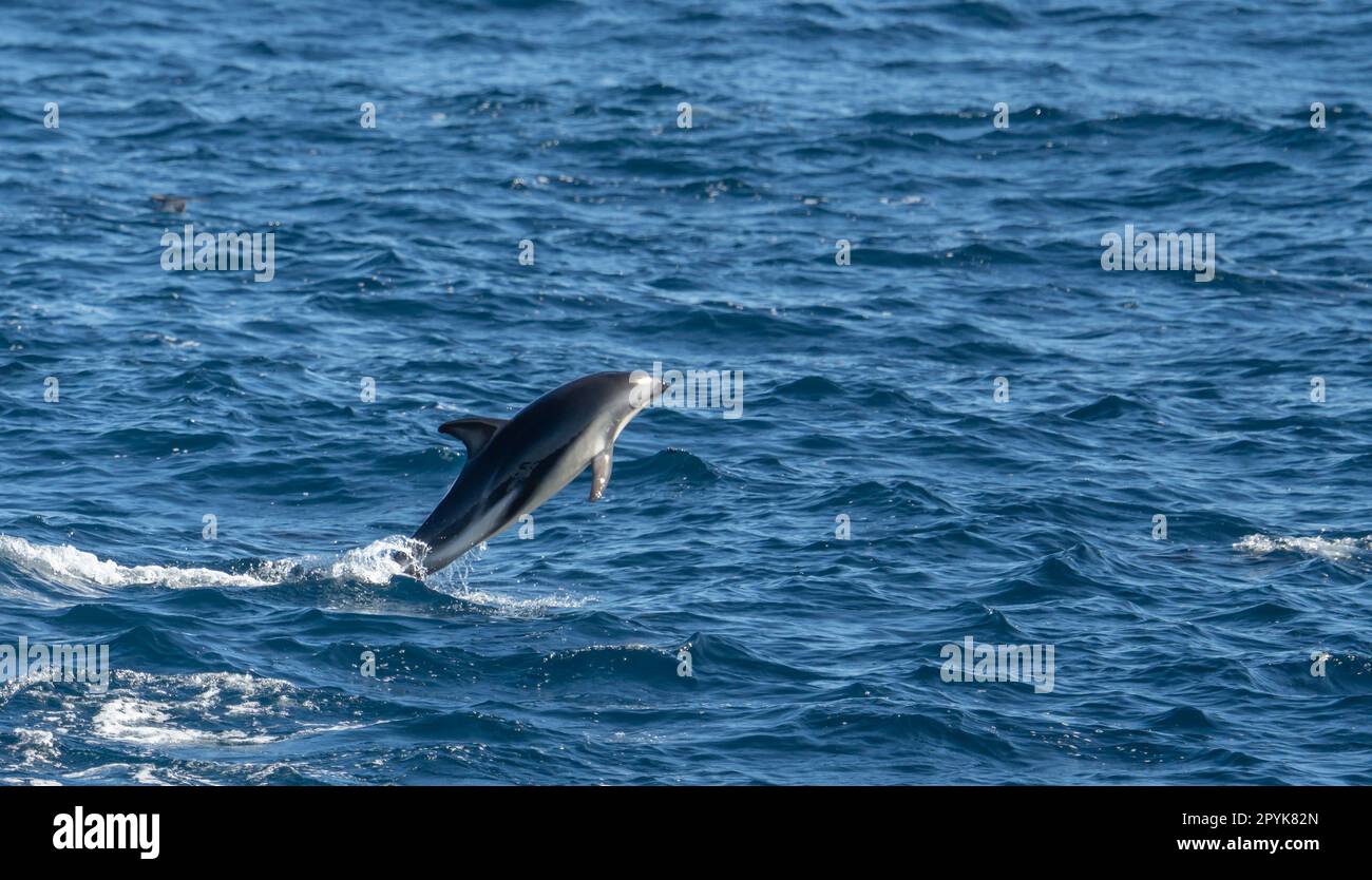 Verspielter, hüpfender schwarzer Delfin (Lagernohynchus obscurus) im offenen Meer Stockfoto