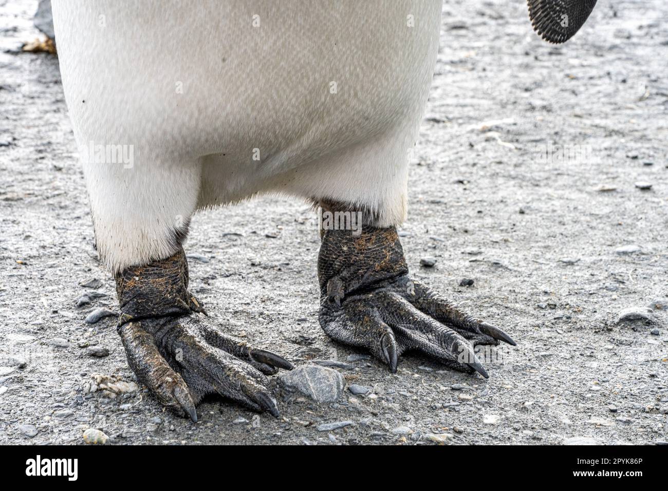 Detailfoto – Nahaufnahme des schwarzen Fußes (der Flossen) eines Königspinguins (APTENODYTES PATAGONICUS) Stockfoto