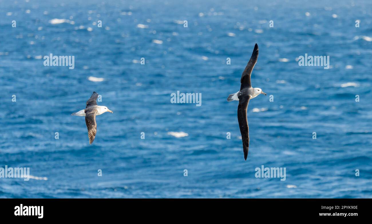 Wandering Albatross (Diomedea exulans) - der Vogel mit der größten Flügelspanne der Welt schwingt im Gleitflug über das blaue Meer Stockfoto