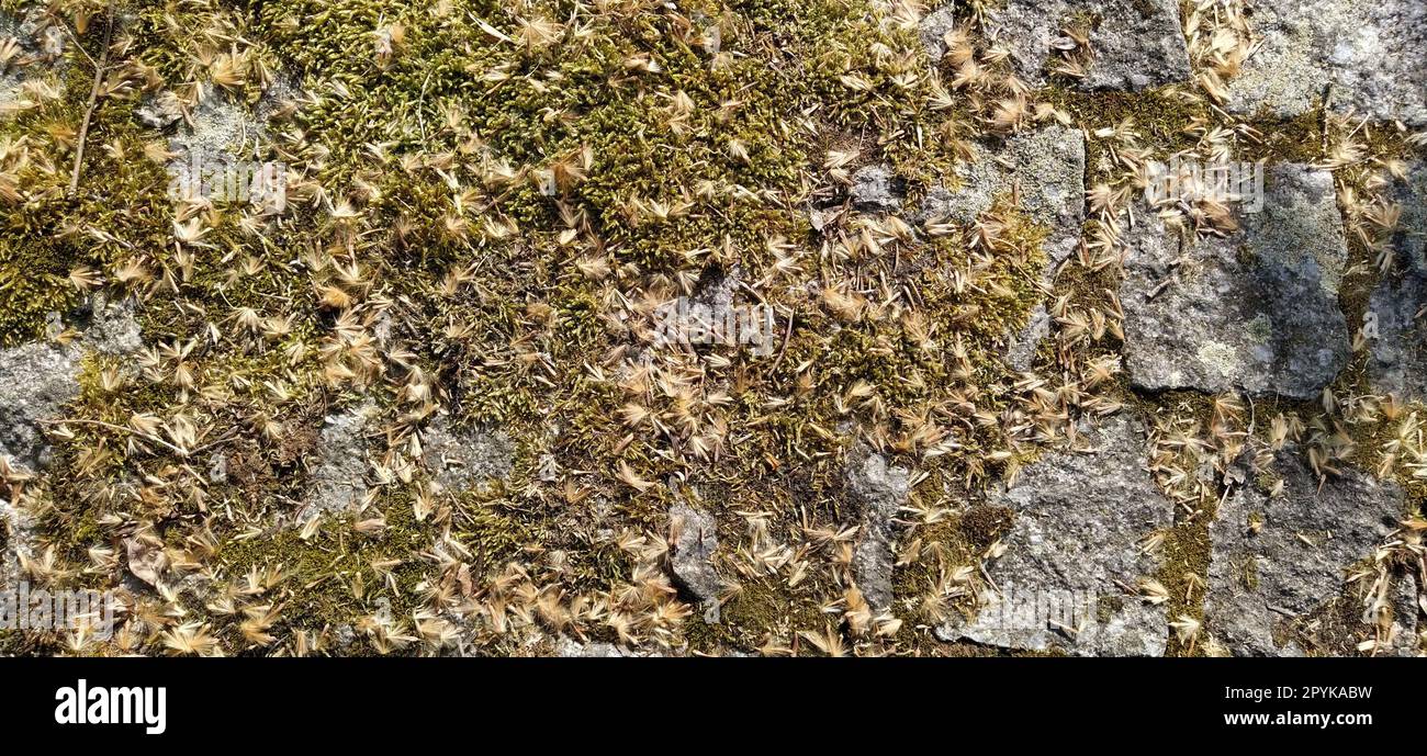 Großer Pflastersteinpflaster oder Felsbrocken aus Granit, der mit grünem Moos, Flechten und saftigem Gartenpflanzen überwuchert ist. Nahaufnahme. Banner. Braune, warme Töne Stockfoto
