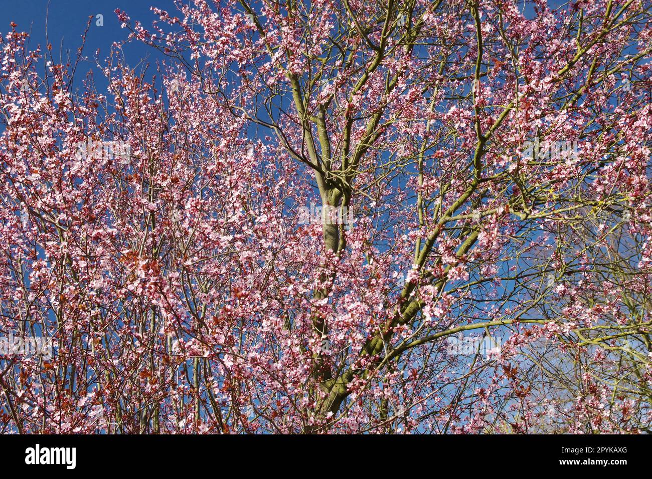 Frühling, Kirschbaumblüte in Deutschland, Westeuropa Stockfoto