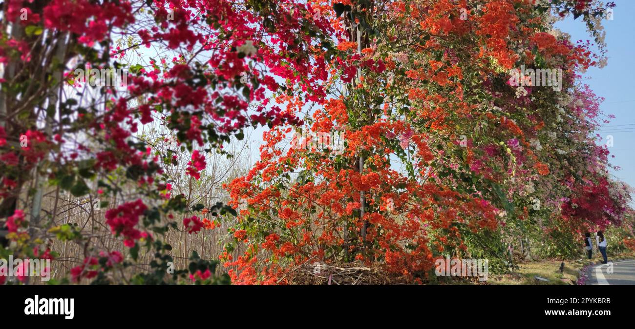 Bougainvillea Flower Wall, Changhua, Taiwan Stockfoto