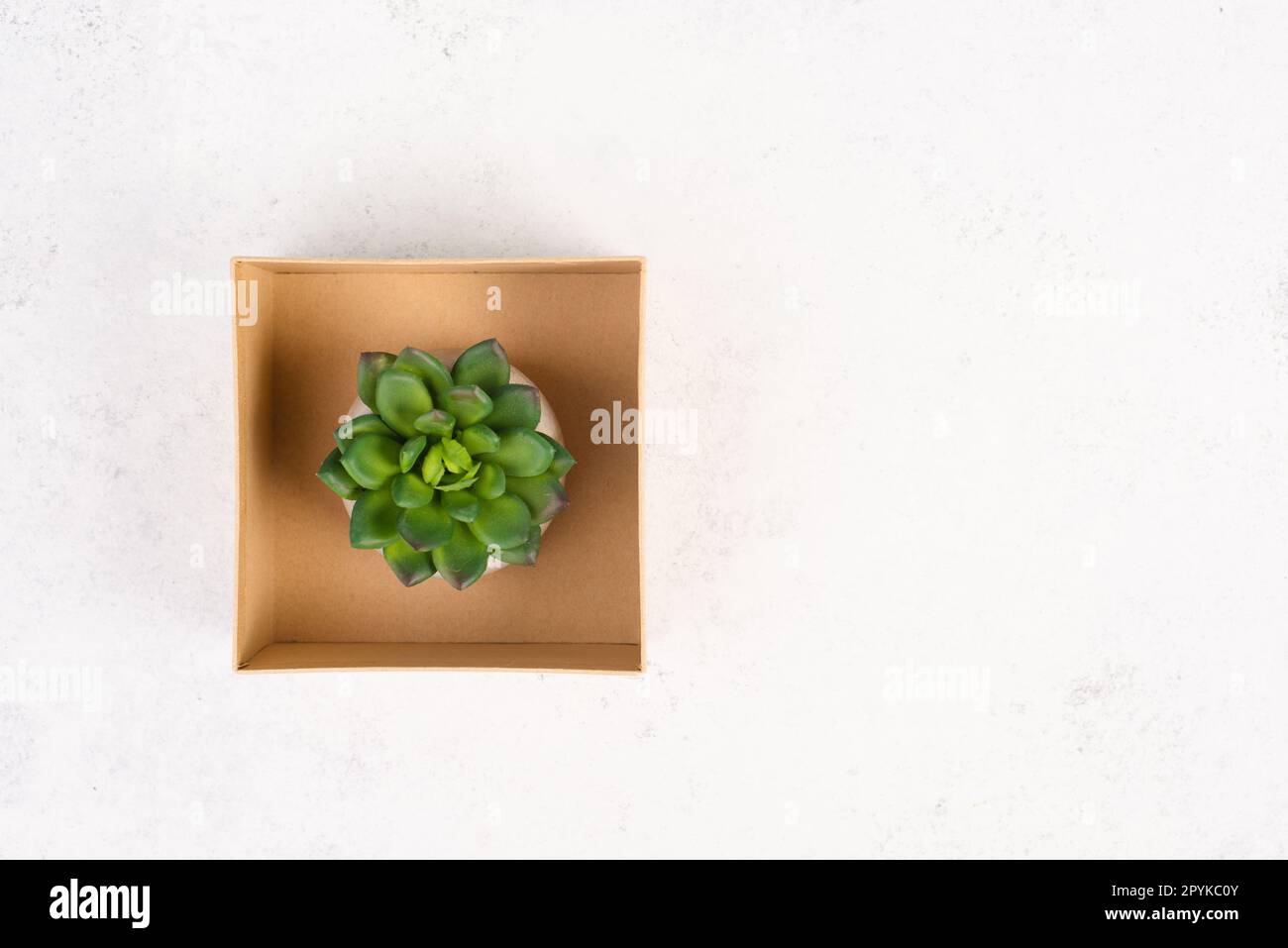 Kaktus in einem Topf auf grauem Hintergrund, minimalistische Dekoration, Pflanzen am Schreibtisch in einer Geschenkbox, Platz für Text kopieren, modernes Zuhause Stockfoto
