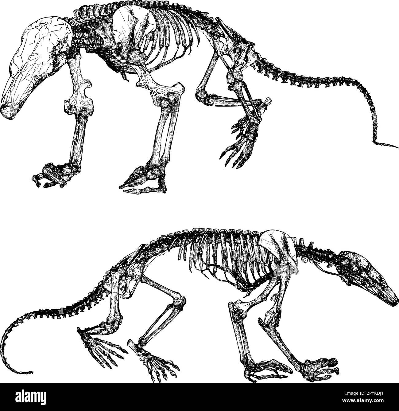 Dinosaurier-Skeleton-Vektor. Abbildung Isoliert Auf Weißem Hintergrund. Ein Vektorbild eines Dinosaurier-Skeletons. Stock Vektor