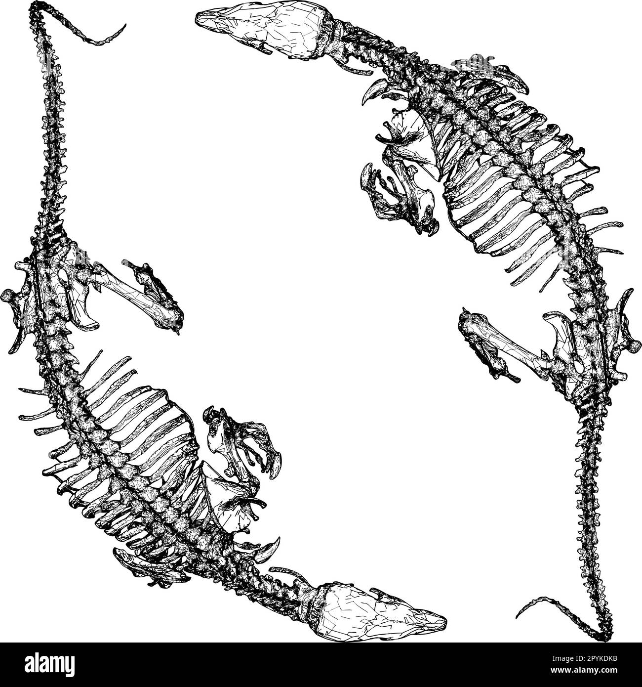 Dinosaurier-Skeleton-Vektor. Abbildung Isoliert Auf Weißem Hintergrund. Ein Vektorbild eines Dinosaurier-Skeletons. Stock Vektor