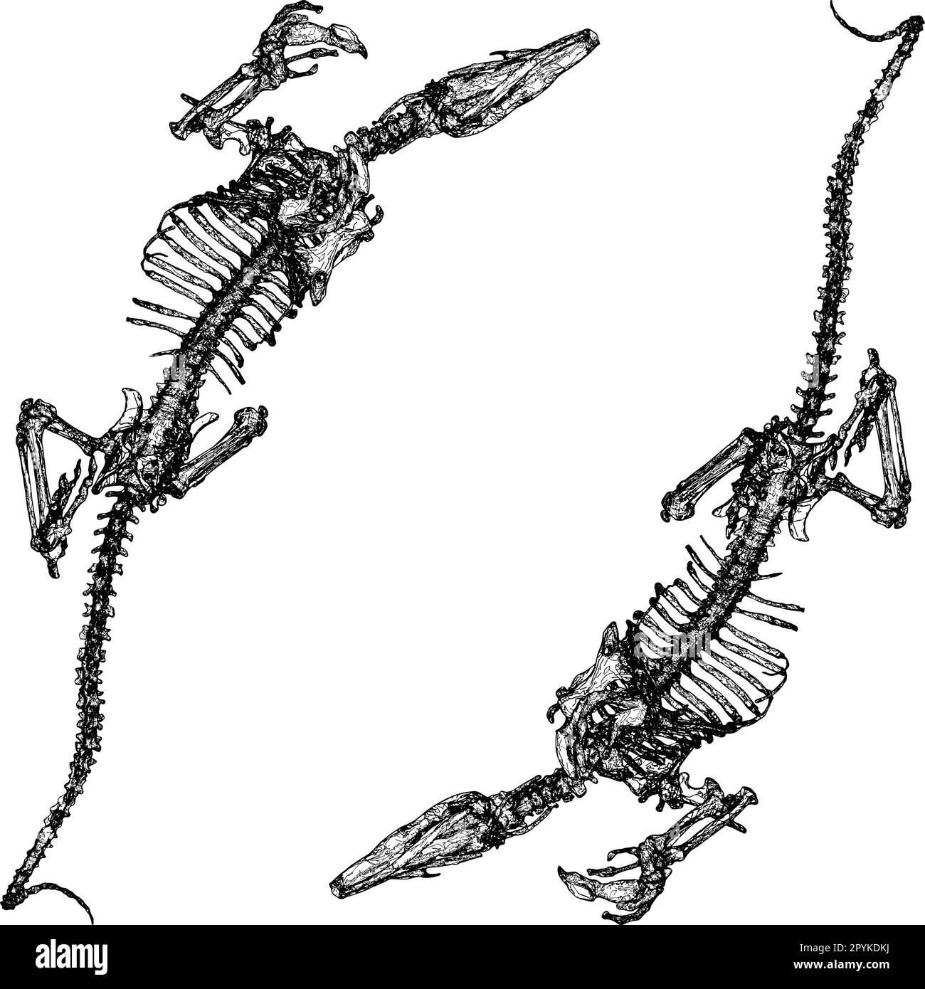Dinosaurier-Skeleton-Vektor. Abbildung Isoliert Auf Weißem Hintergrund. Ein Vektorbild eines Dinosaurier-Skeletons. Stock Vektor
