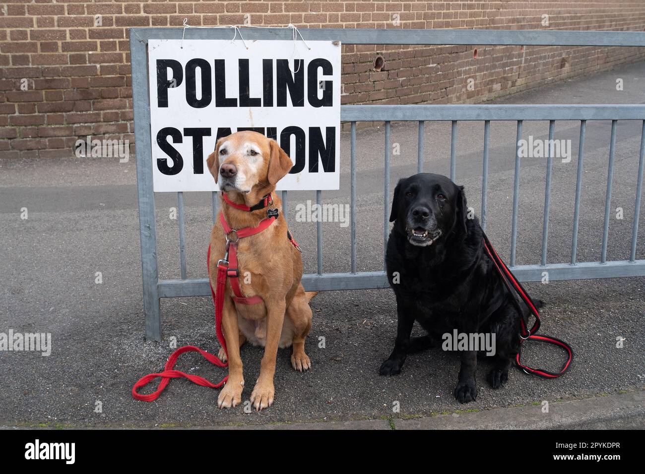Dedworth, Windsor, Berkshire, Großbritannien. 4. Mai 2023. Zwei Hunde warten geduldig auf ihre Besitzer in einer Polling Station in Dedworth, Windsor, Berkshire am Tag der Kommunalwahlen. Kredit: Maureen McLean/Alamy Live News Stockfoto
