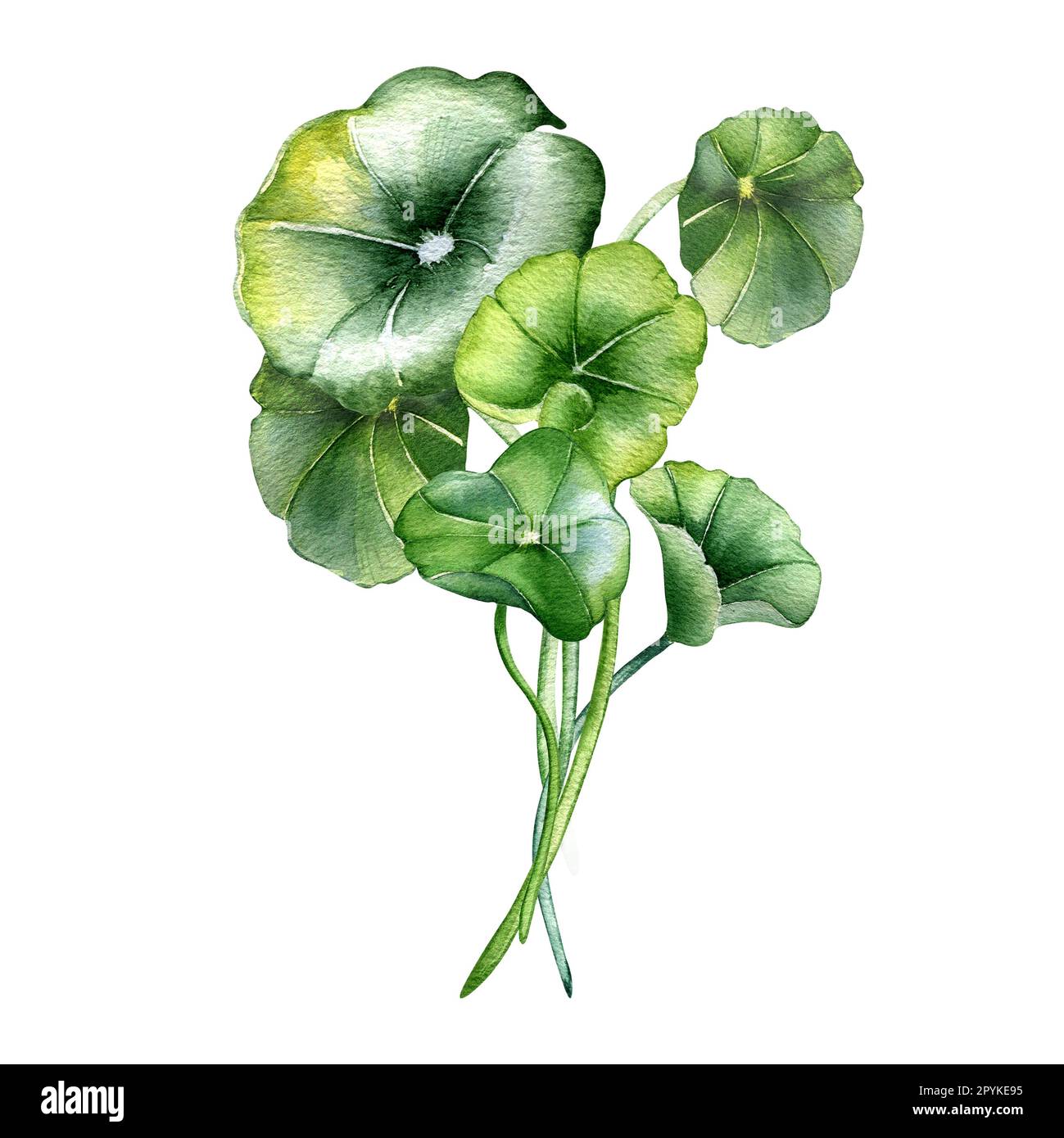 Zentella asiatica-Zusammensetzung, wasserfarbige Darstellung, isoliert auf Weiß. Pennywort, gotu-kola-Kräuterpflanzen, von Hand gezogene Cola. Designelement für Packa Stockfoto