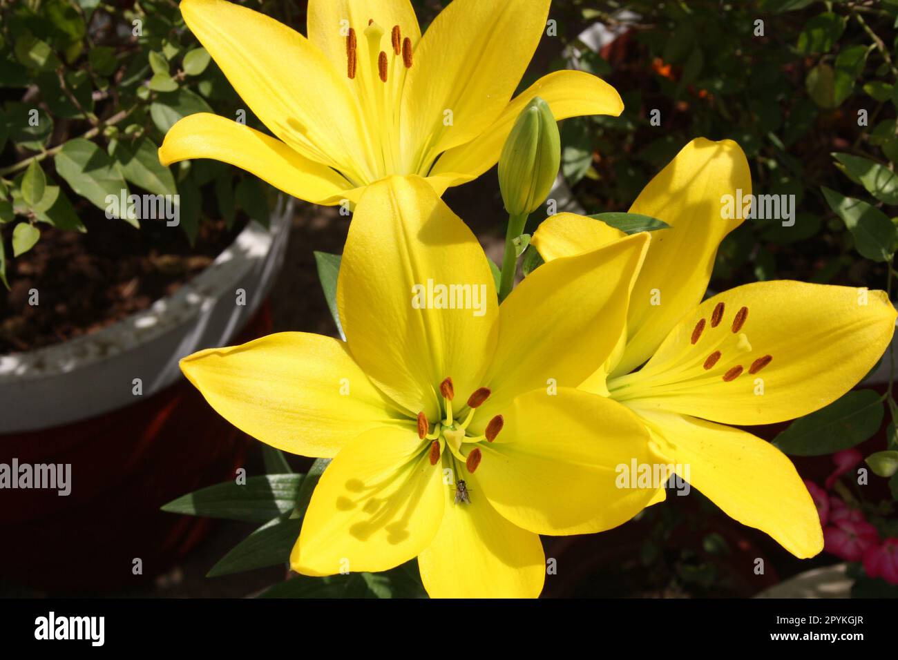 Lilium "Yellow Power" (Lilium auratum) Blüten mit braunen Anthensen: (Pix Sanjiv Shukla) Stockfoto