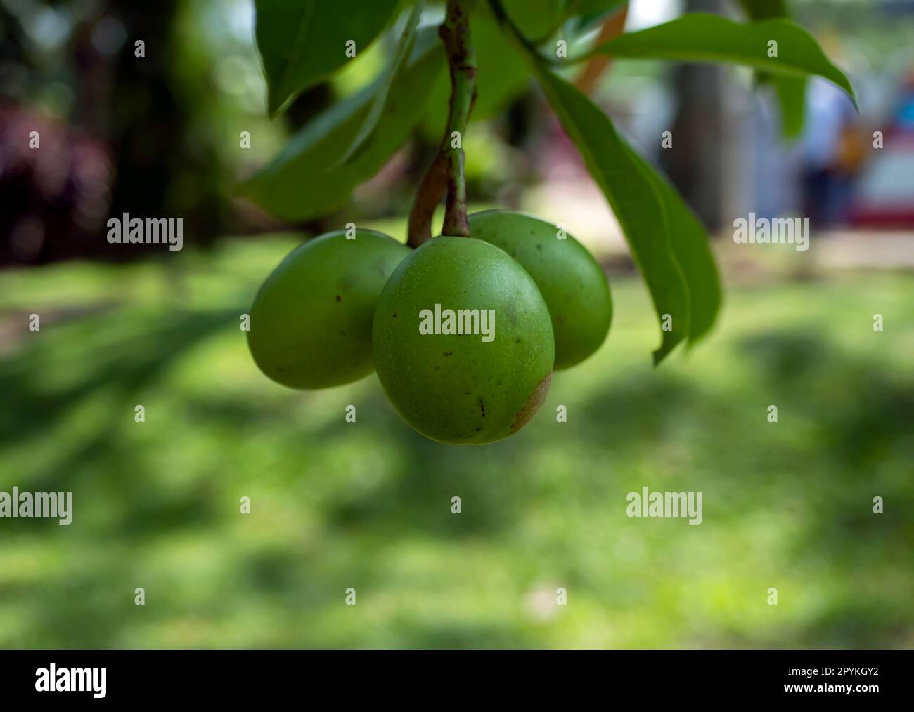 Bintaro, Cerbera manghas tropische immergrüne giftige Früchte Stockfoto